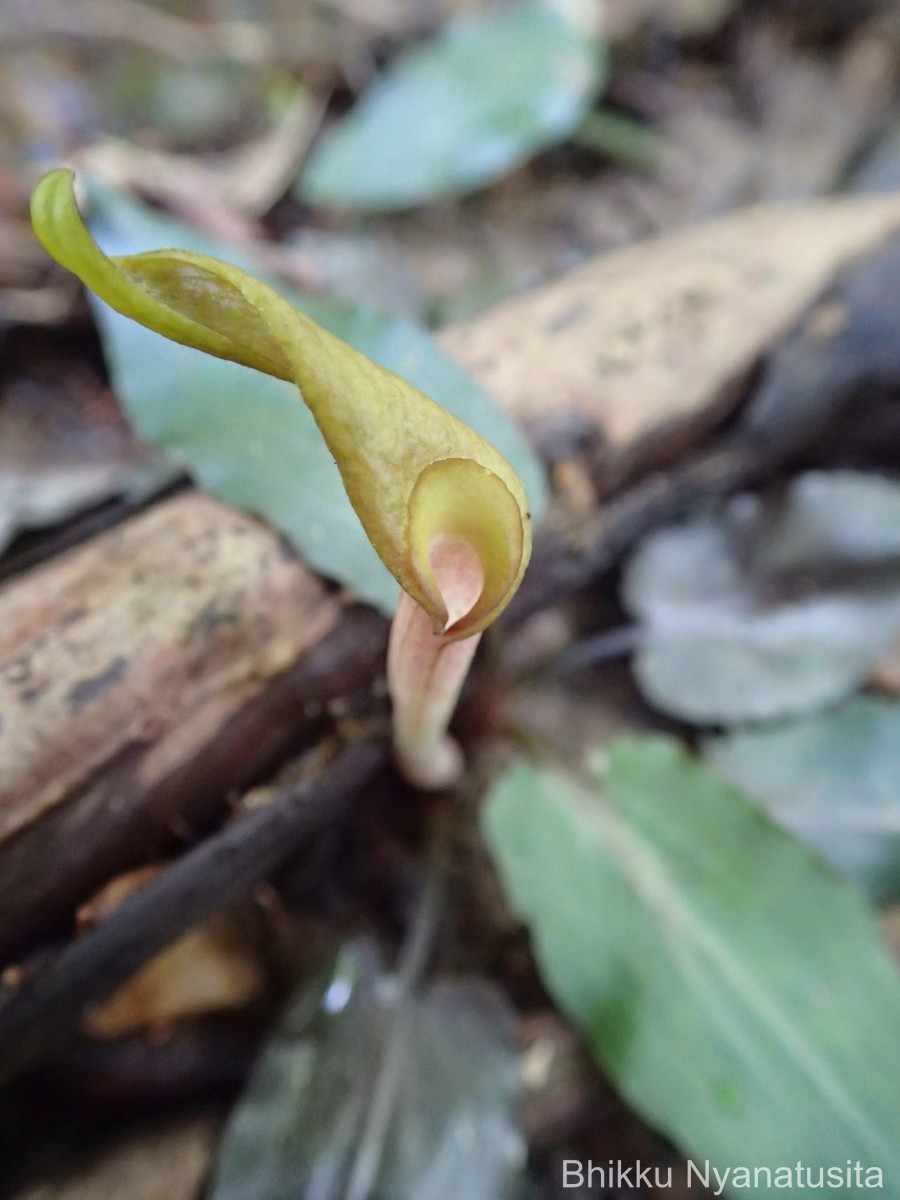 Cryptocoryne walkeri Schott